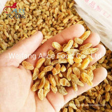 Good Price Top Quality Golden Raisin Yellow Raisin